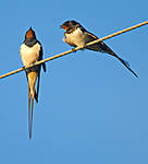 BB 07 0157 / Hirundo rustica / Låvesvale